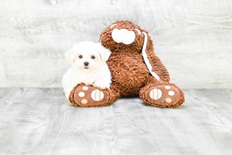 Funny Maltese Baby