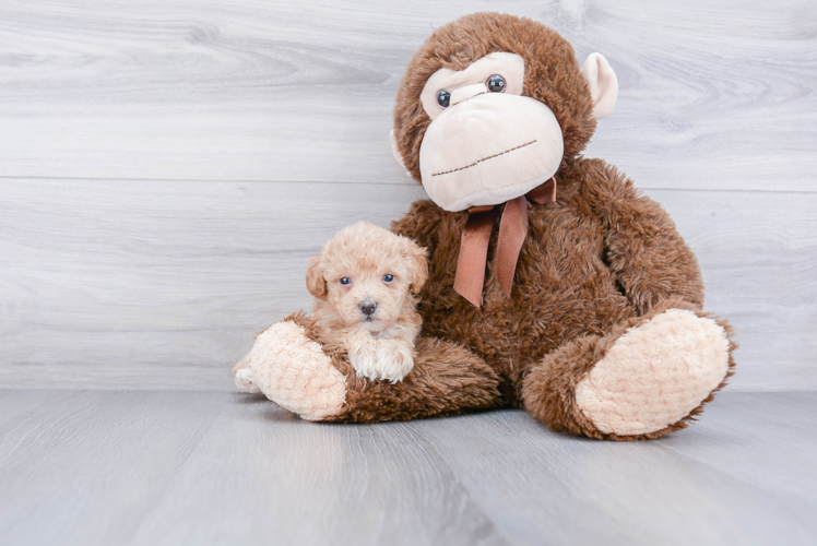 Cute Maltipoo Baby