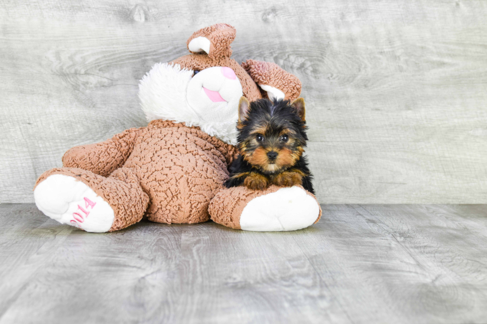 Meet Twinkle - our Yorkshire Terrier Puppy Photo 