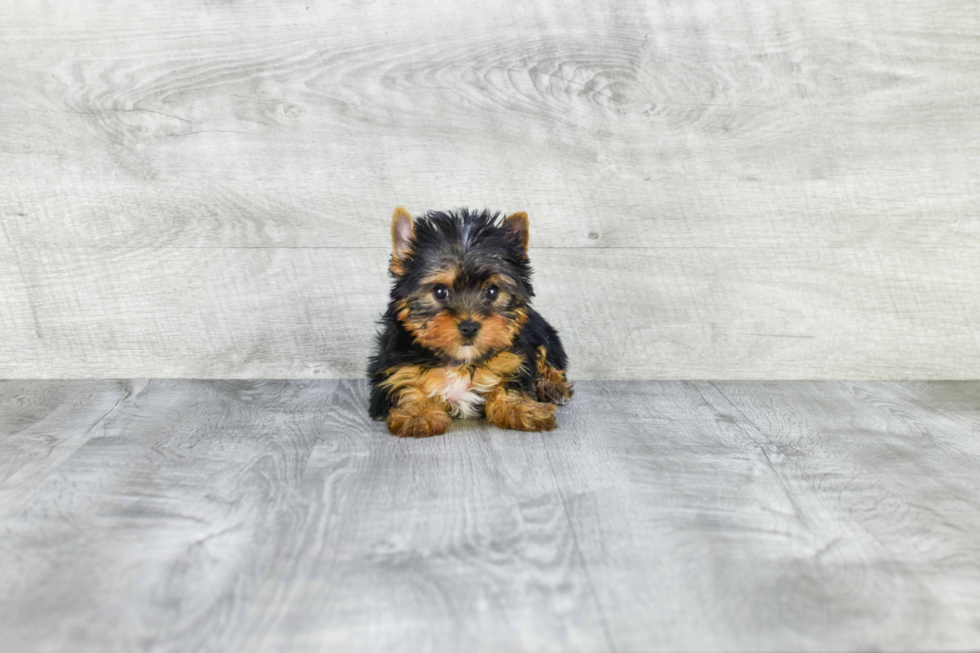 Meet Twinkle - our Yorkshire Terrier Puppy Photo 