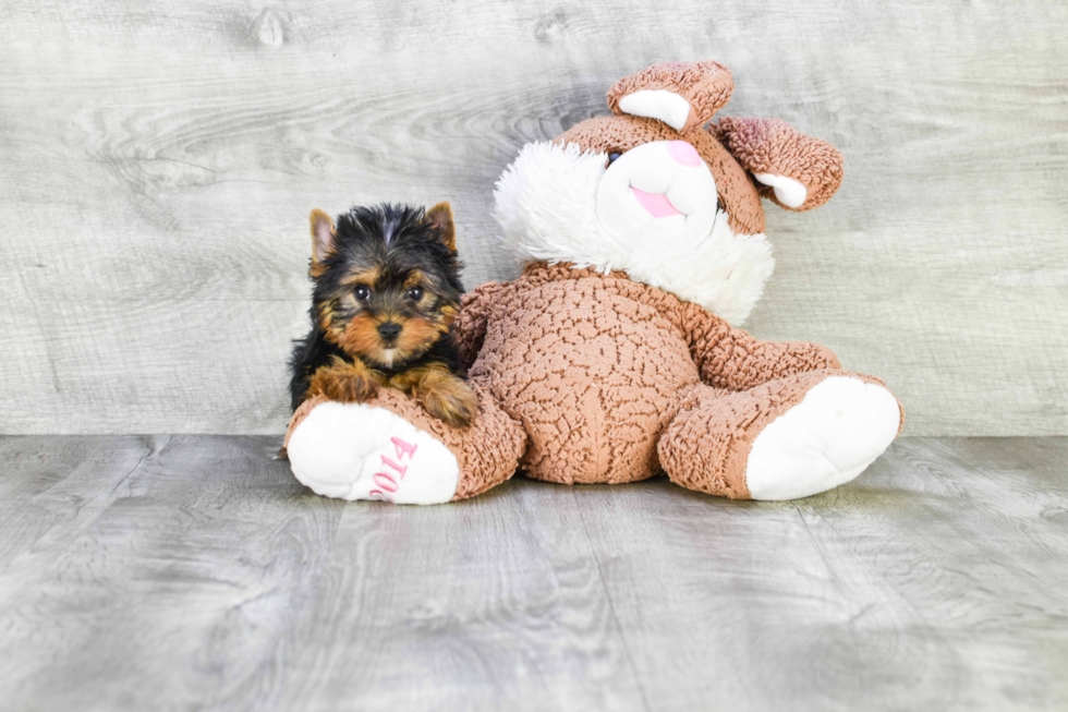 Meet Twinkle - our Yorkshire Terrier Puppy Photo 