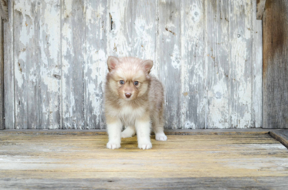 Popular Pomsky Designer Pup