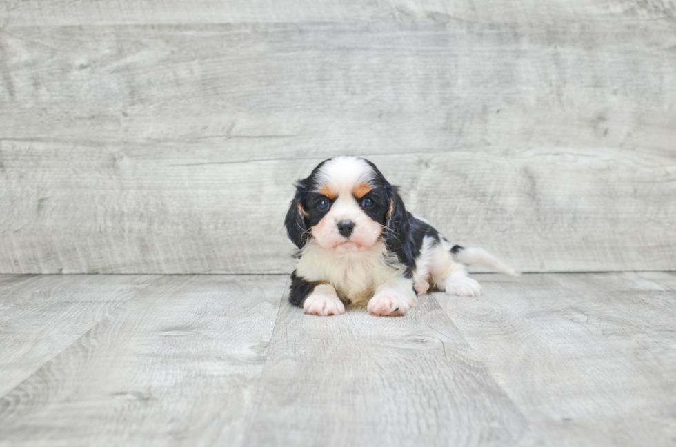 Best Cavalier King Charles Spaniel Baby