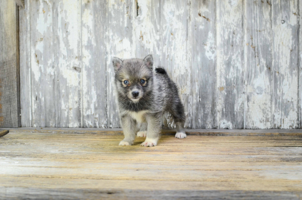 Best Pomsky Baby