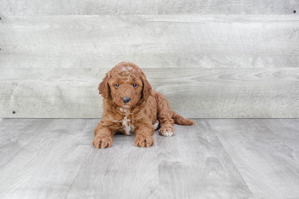 Hypoallergenic Golden Retriever Poodle Mix Puppy