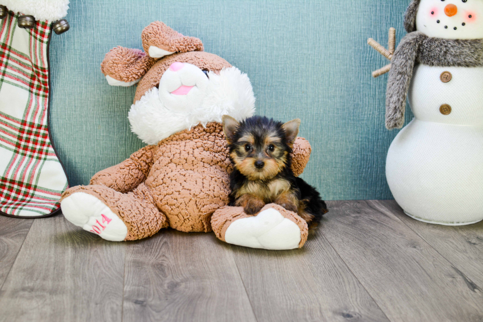 Meet Lisa - our Yorkshire Terrier Puppy Photo 