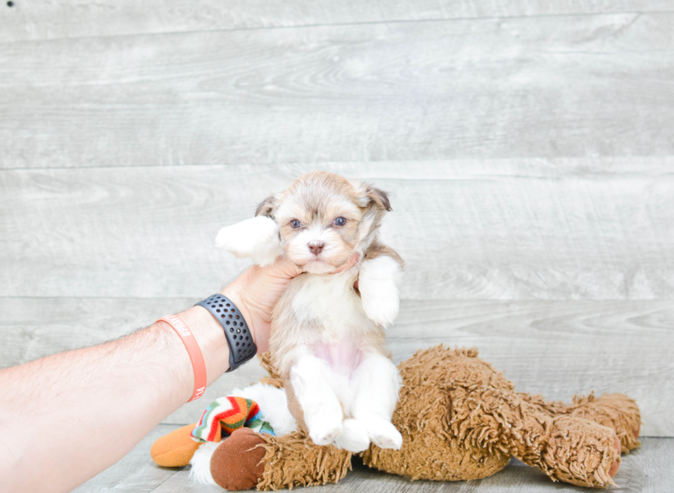 Playful Havanese Purebred Pup