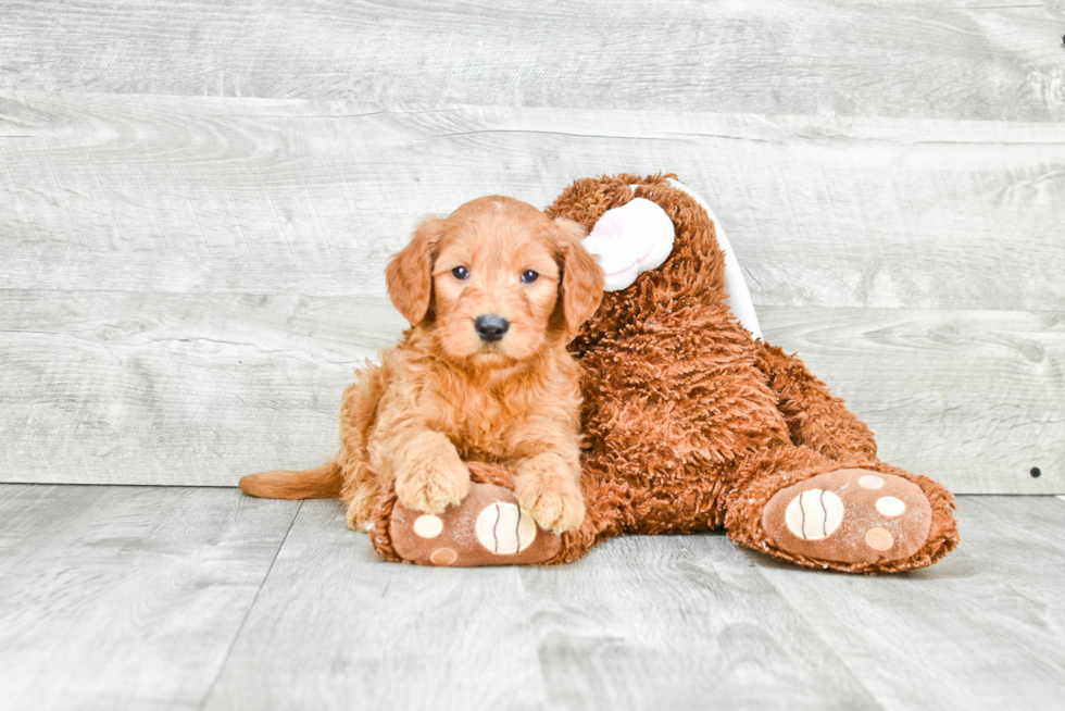 Little Golden Retriever Poodle Mix Puppy