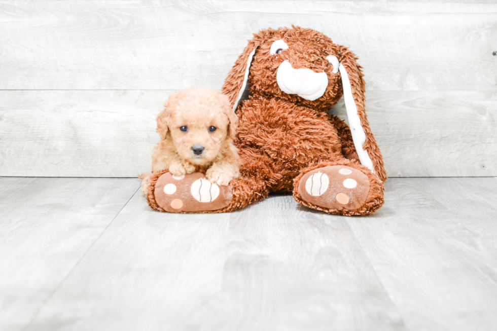 Cavapoo Pup Being Cute