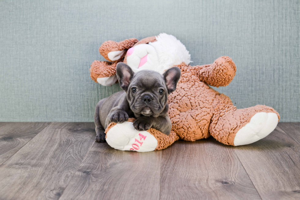 French Bulldog Pup Being Cute