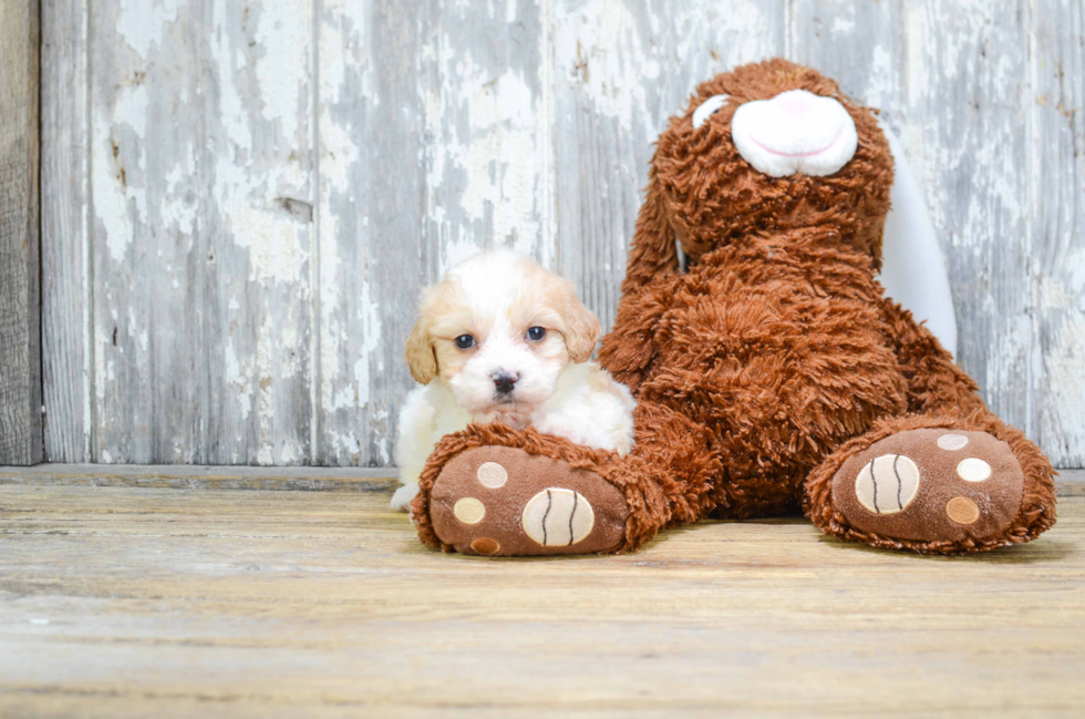 Cavachon Puppy for Adoption