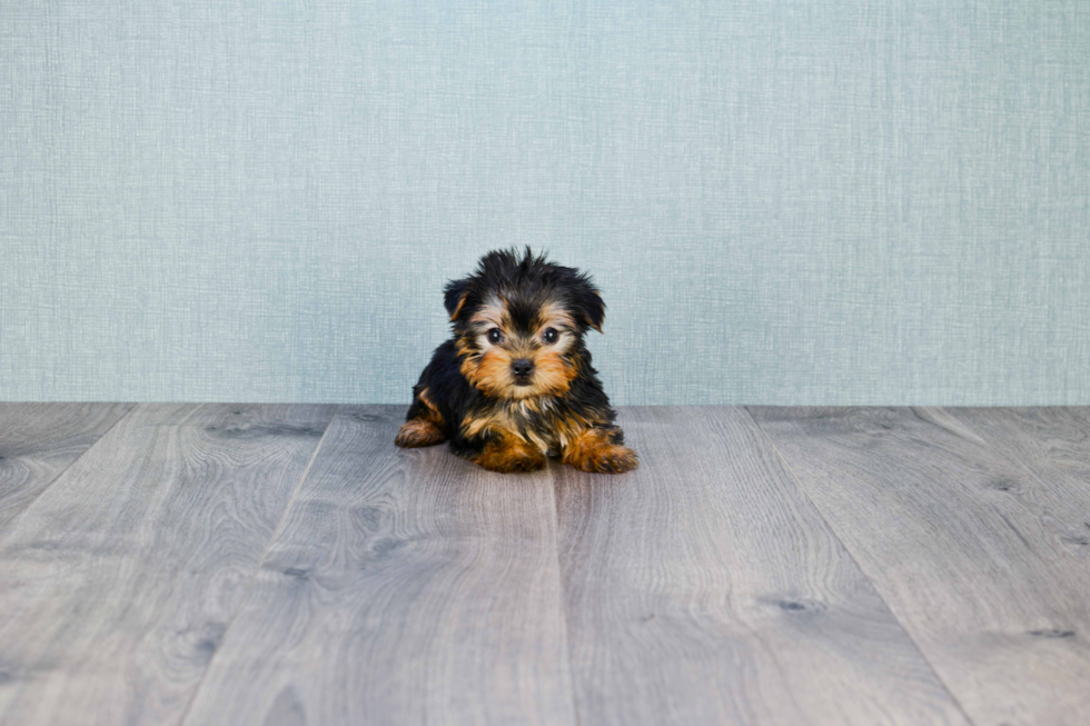 Meet Capone - our Yorkshire Terrier Puppy Photo 