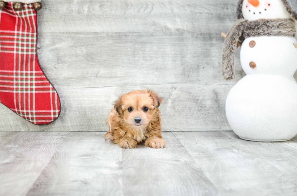 Adorable Yorkie Designer Puppy