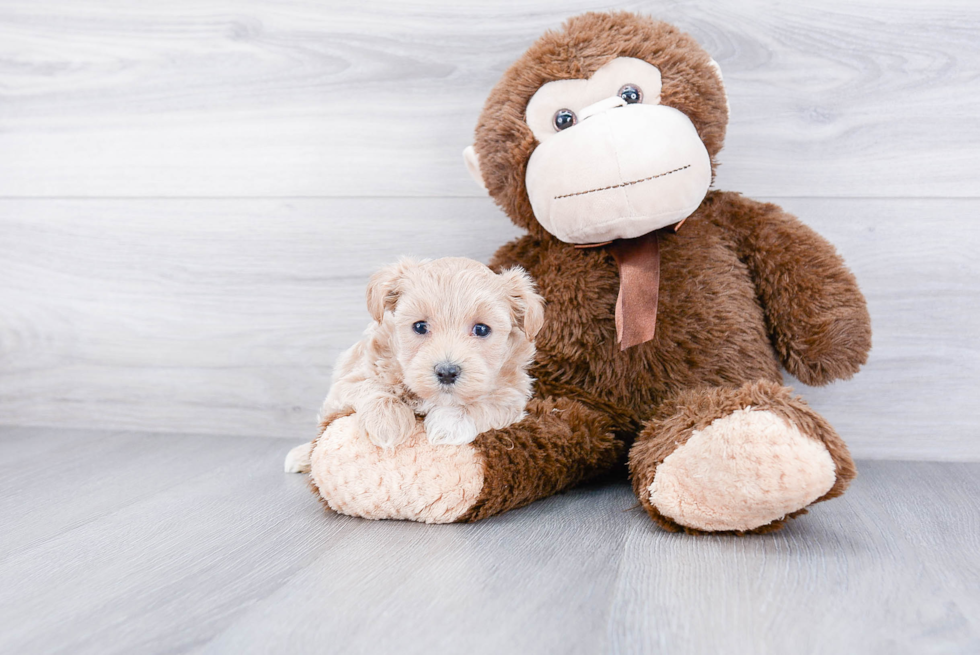 Maltipoo Puppy for Adoption