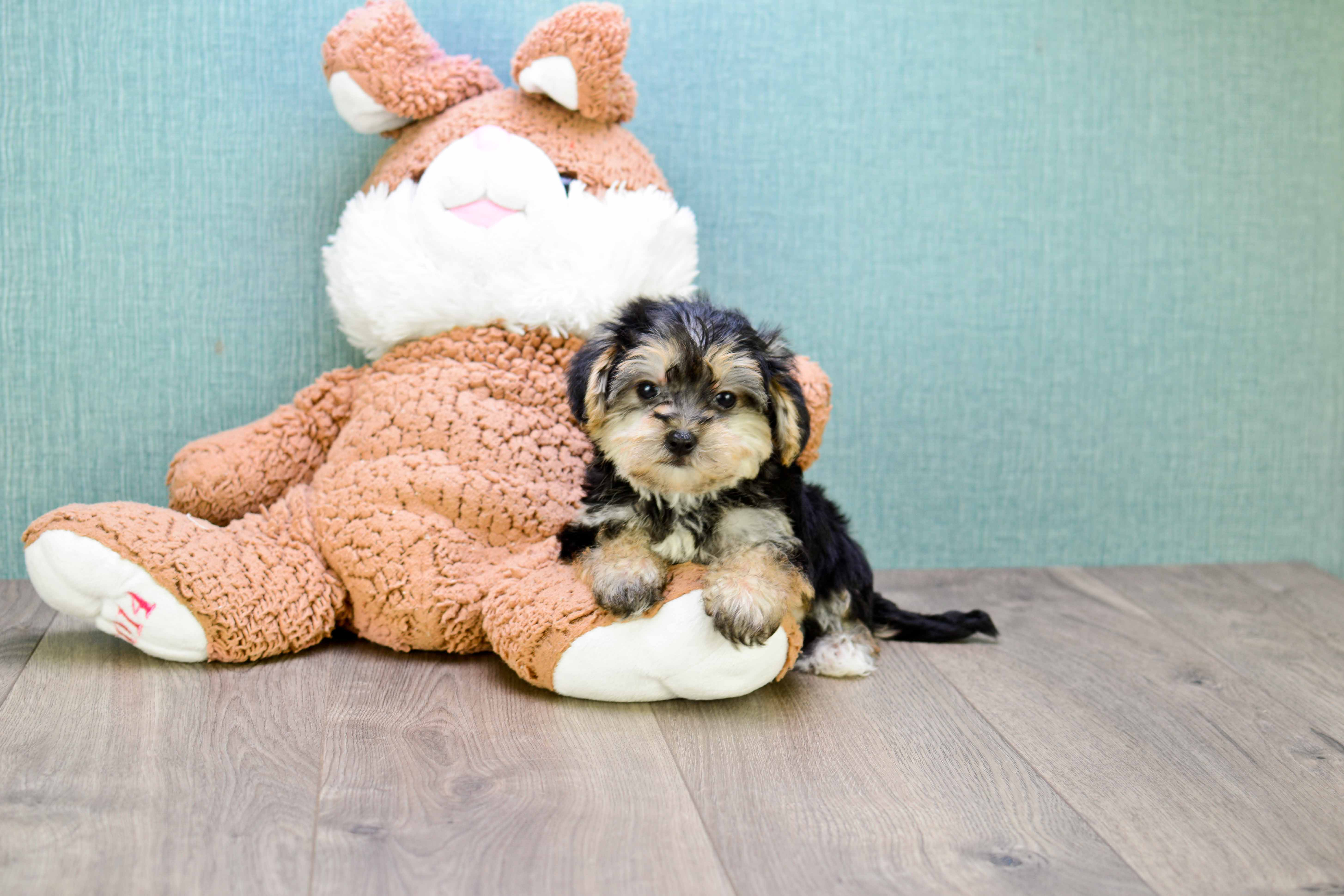 Cute Morkie Baby