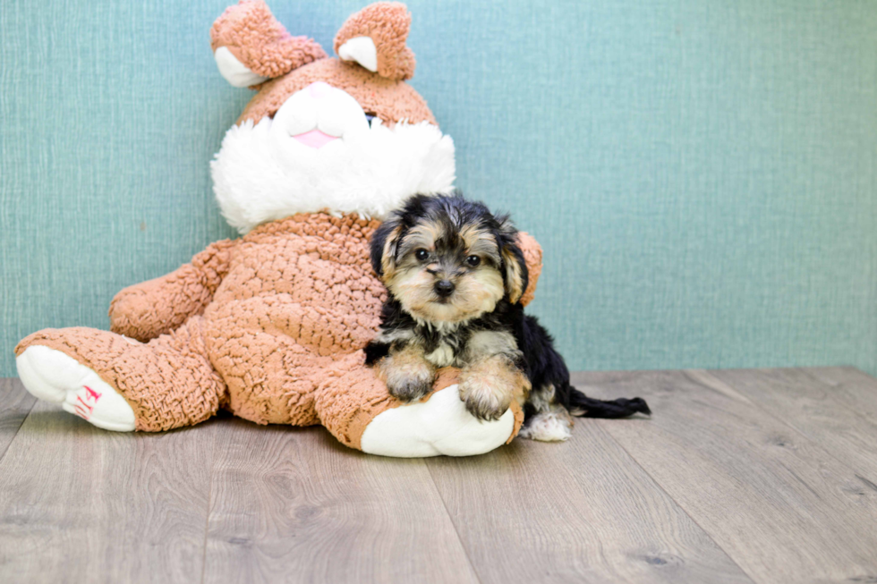 Cute Morkie Baby