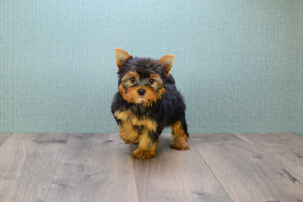 Meet Sebastian - our Yorkshire Terrier Puppy Photo 