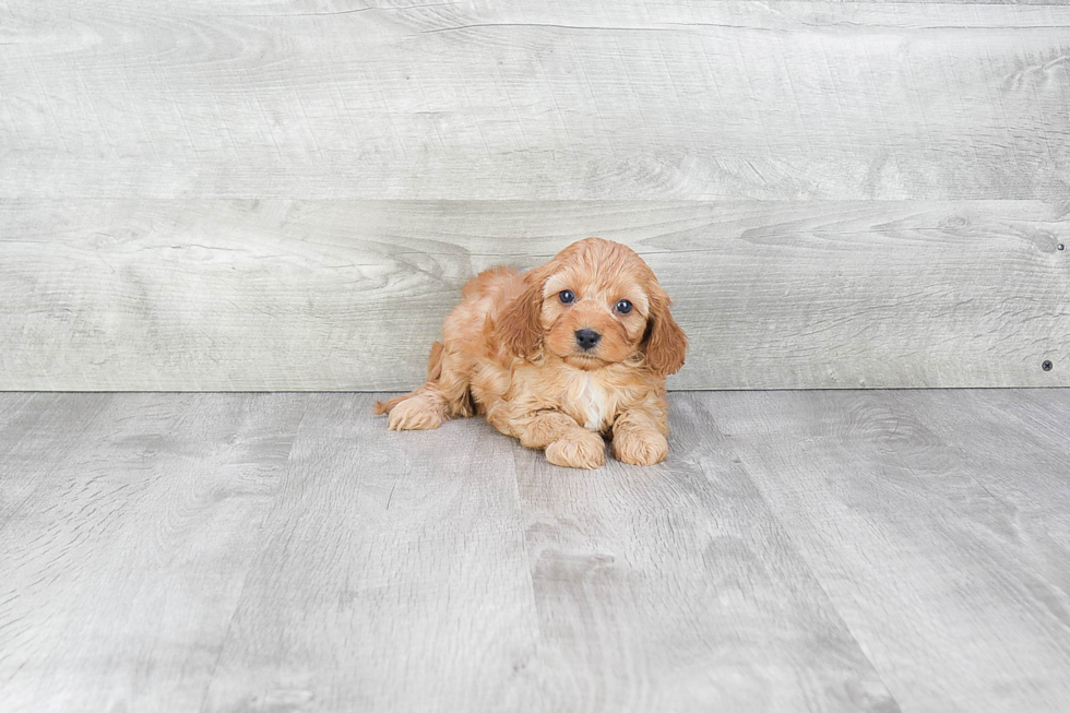 Cavapoo Pup Being Cute