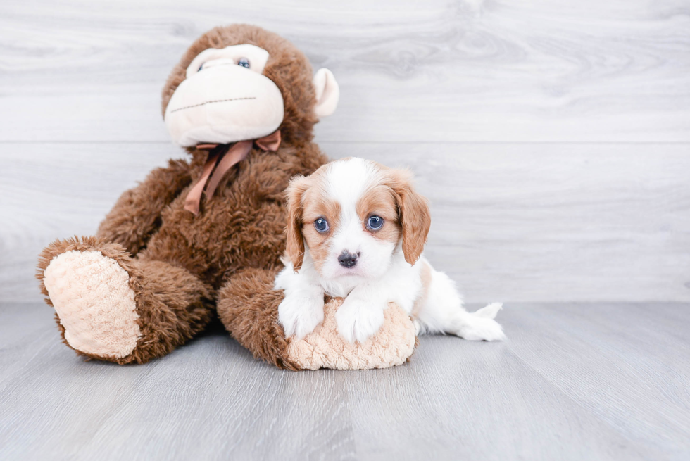 Funny Cavalier King Charles Spaniel Baby