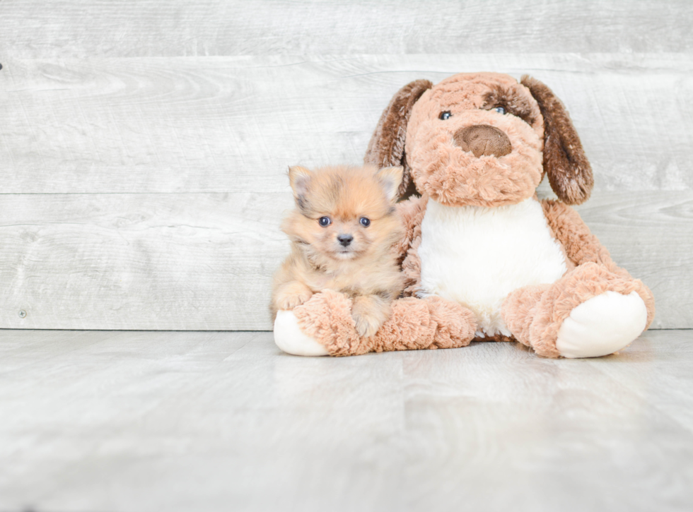 Playful Pomeranian Baby