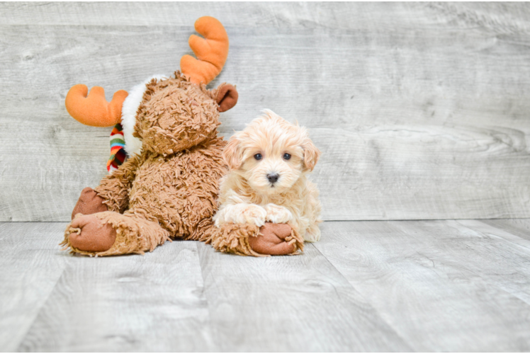 Adorable Maltepoo Poodle Mix Puppy