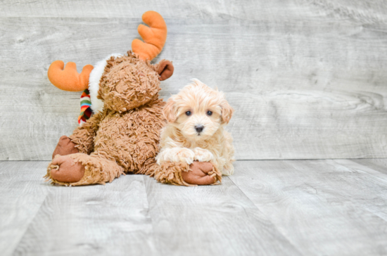 Adorable Maltepoo Poodle Mix Puppy