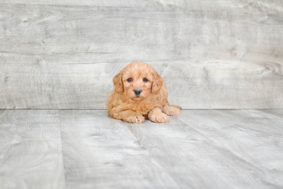 Mini Goldendoodle Pup Being Cute