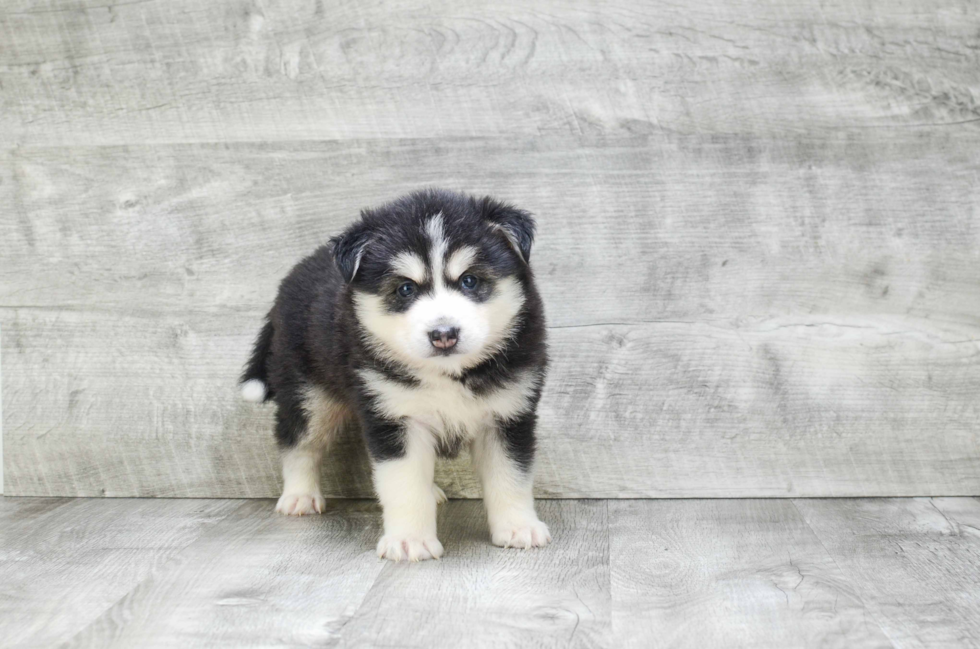 Little Mini Husky Designer Puppy