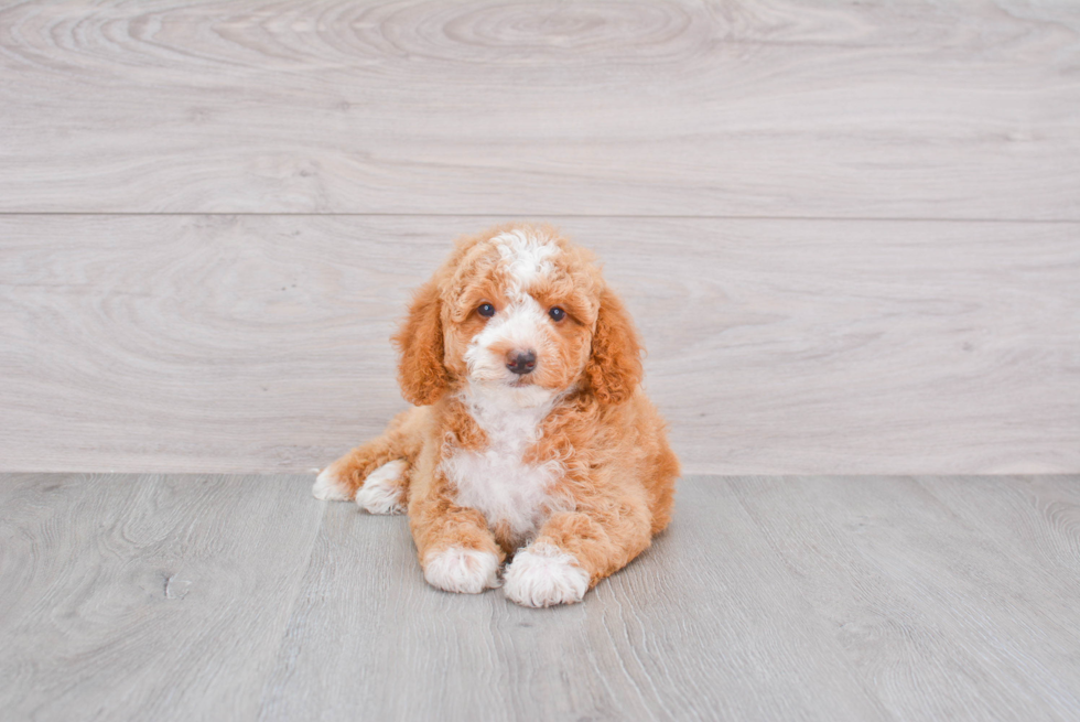 Mini Goldendoodle Puppy for Adoption