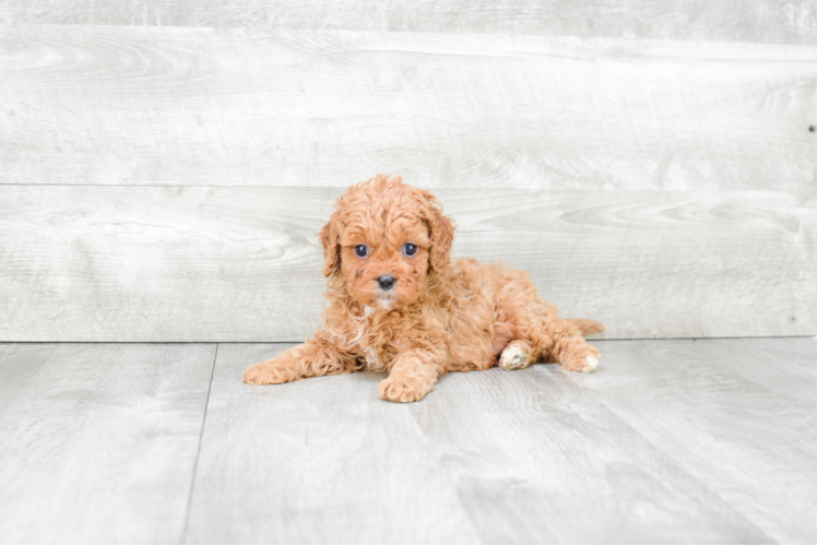 Sweet Cavapoo Baby