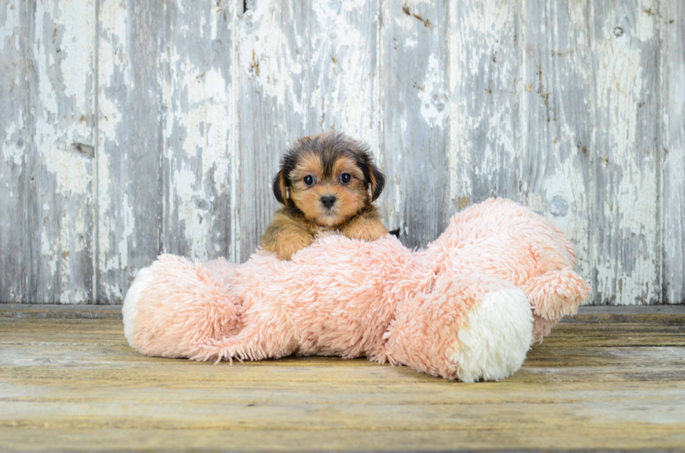 Friendly Shorkie Baby