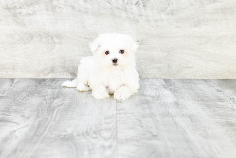Best Maltese Baby