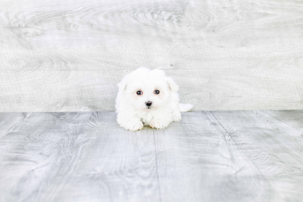 Best Maltese Baby