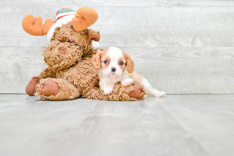 Playful Cavalier King Charles Spaniel Baby