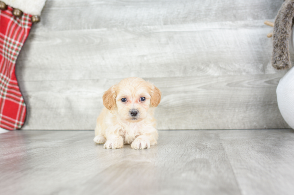 Best Maltipoo Baby