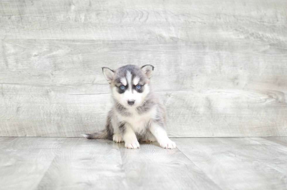 Pomsky Puppy for Adoption