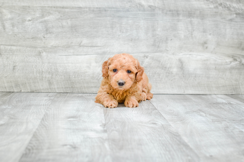 Best Mini Goldendoodle Baby