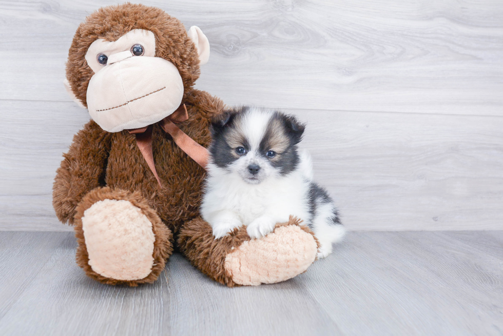 Playful Pomeranian Baby