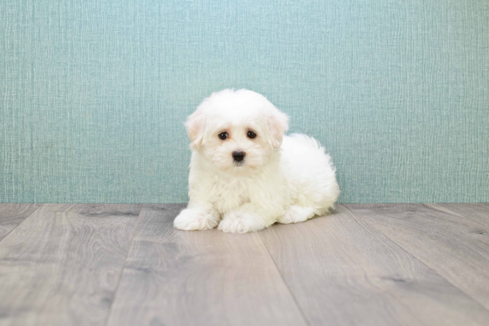 Happy Maltese Purebred Puppy