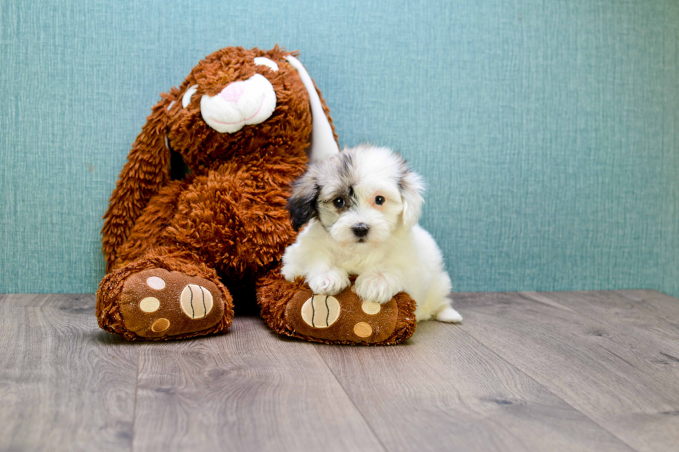 Havanese Puppy for Adoption