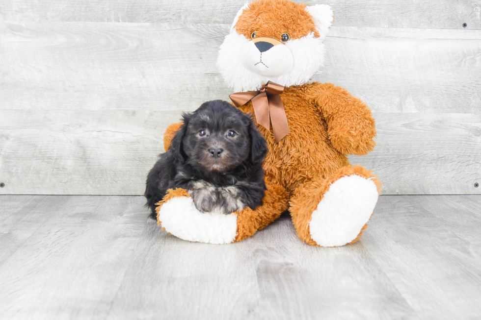 Cute Havanese Purebred Puppy