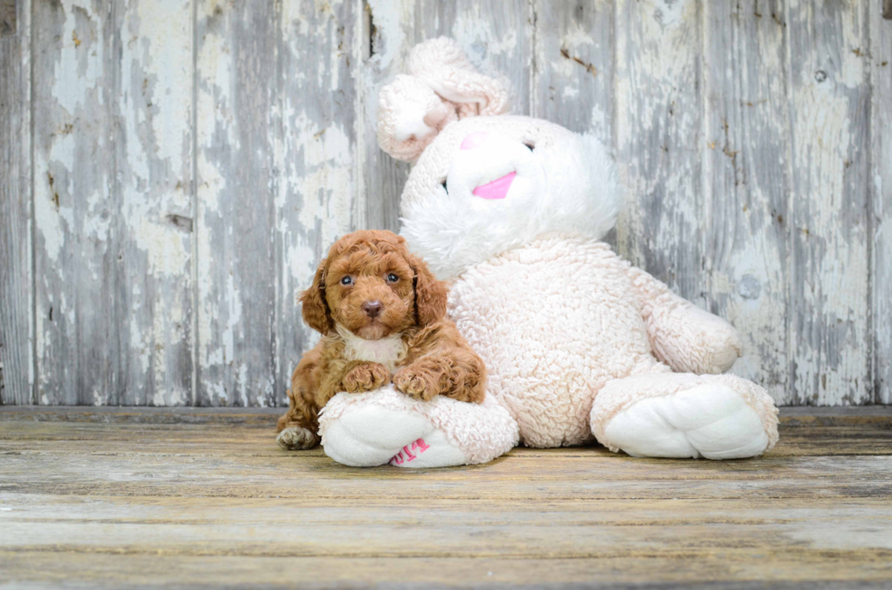 Friendly Cavapoo Baby