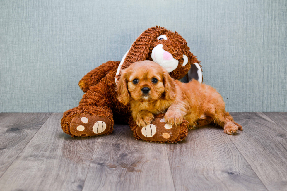 Cavalier King Charles Spaniel Pup Being Cute