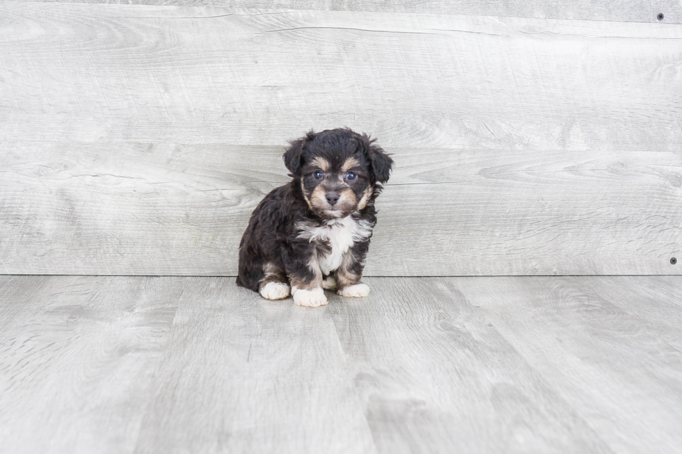 Smart Mini Aussiedoodle Poodle Mix Pup