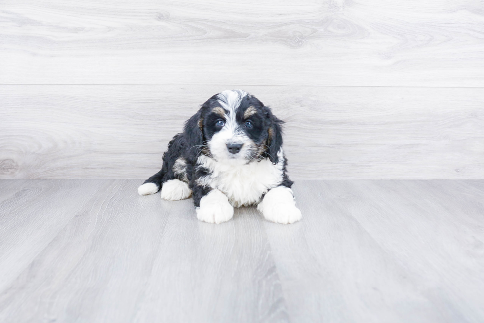 Sweet Mini Bernedoodle Baby