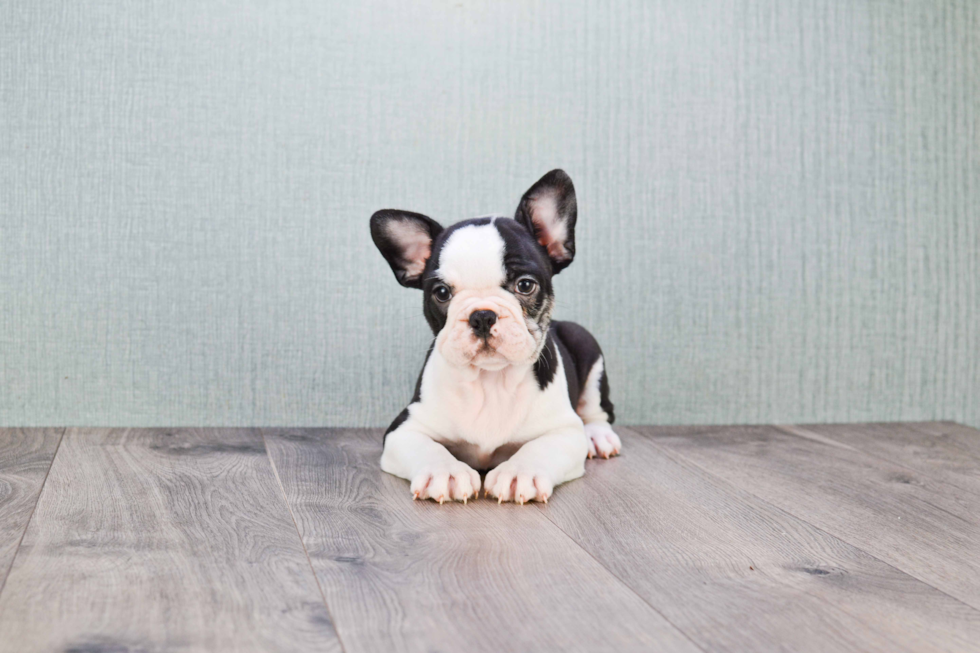 Best French Bulldog Baby