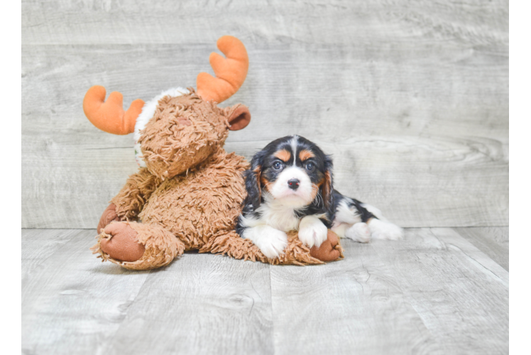 Cavalier King Charles Spaniel Puppy for Adoption