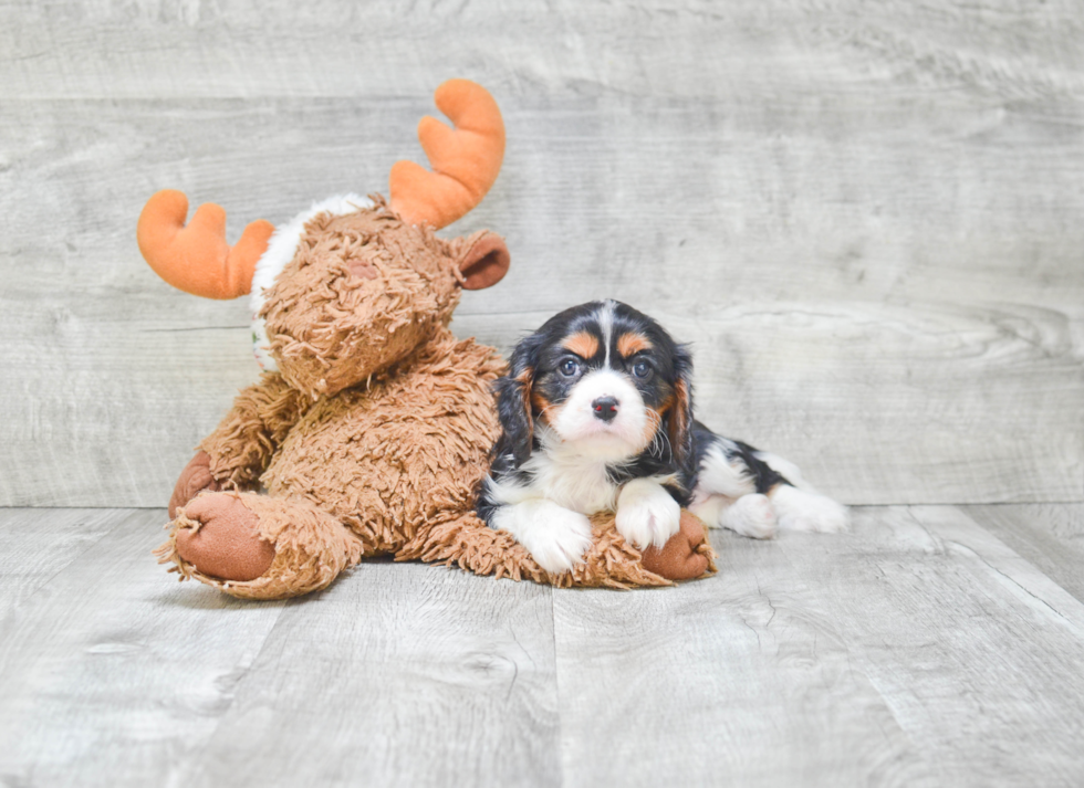 Cavalier King Charles Spaniel Puppy for Adoption