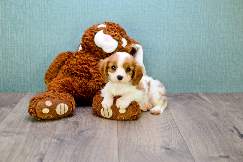 Cavalier King Charles Spaniel Puppy for Adoption