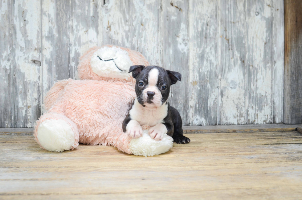 Akc Registered Boston Terrier Baby